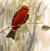 Vermilion Flycatcher