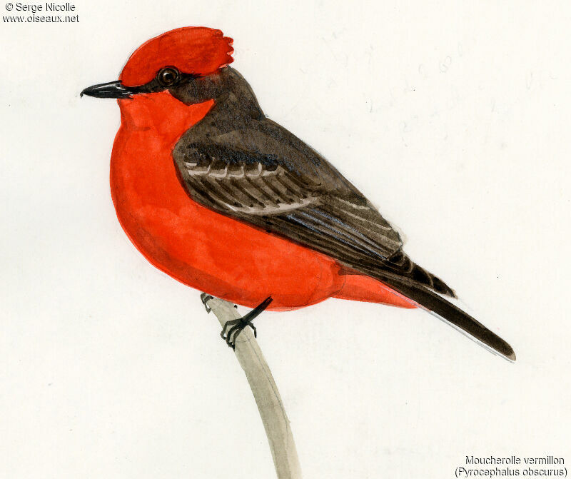 Vermilion Flycatcher male, identification