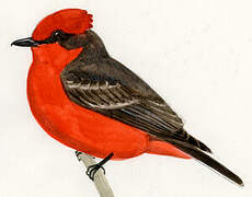 Vermilion Flycatcher