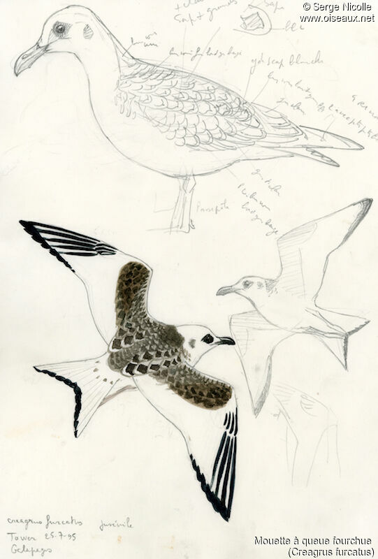 Swallow-tailed Gulljuvenile, identification