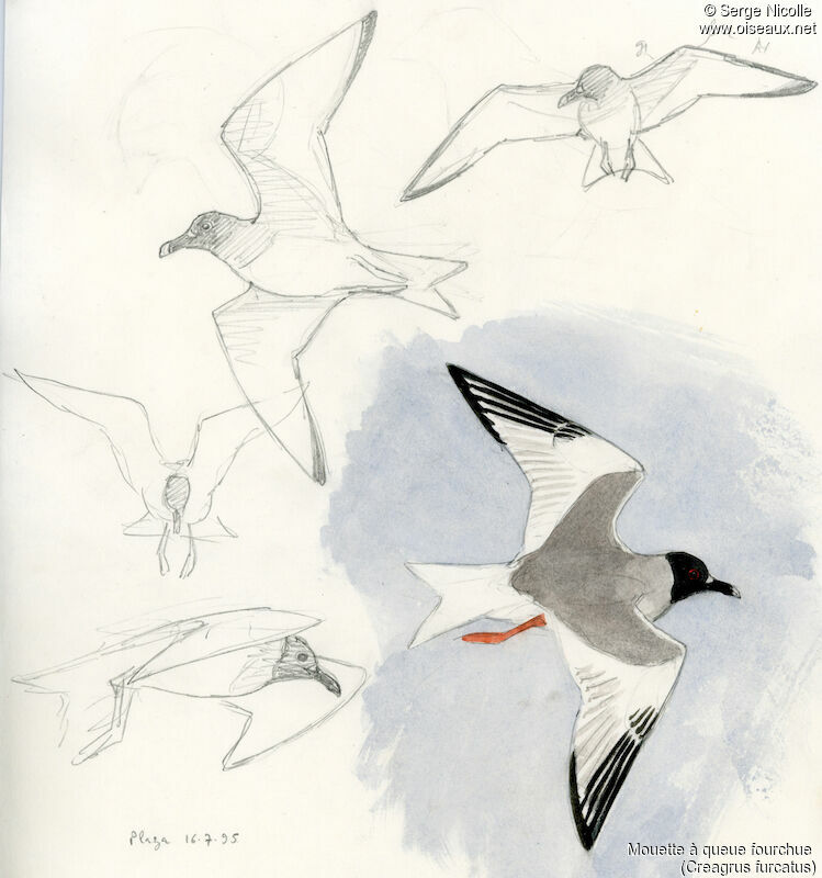 Swallow-tailed Gulladult, identification