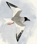 Swallow-tailed Gull