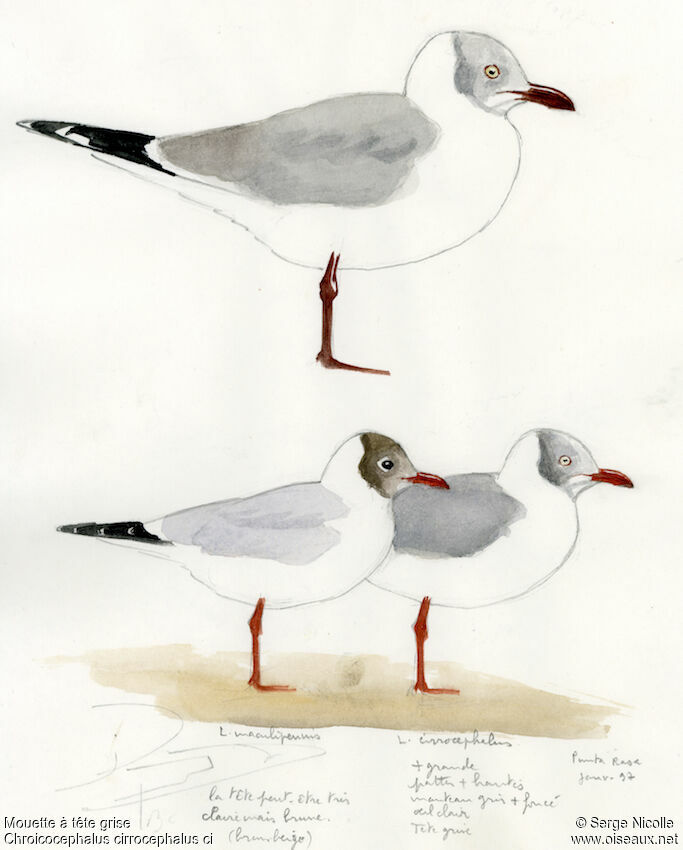 Grey-headed Gull, identification