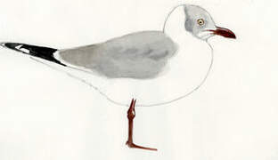 Grey-headed Gull