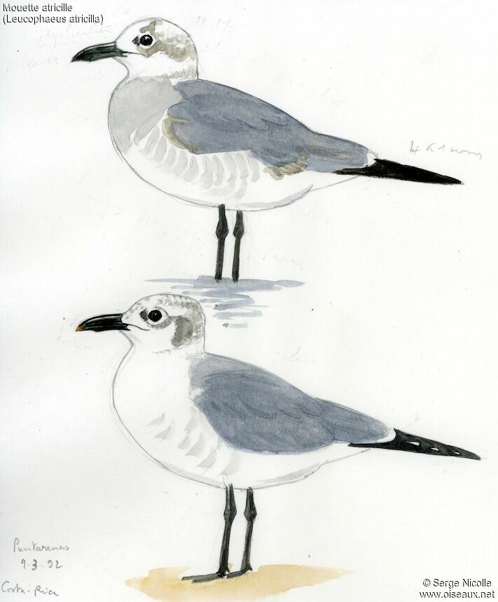 Laughing Gull, identification