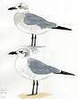 Mouette atricille