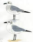 Laughing Gull