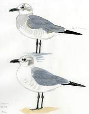 Mouette atricille