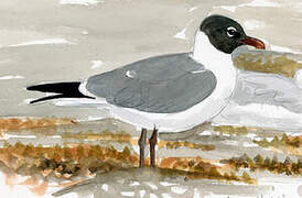 Laughing Gull