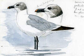 Laughing Gull