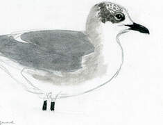 Laughing Gull