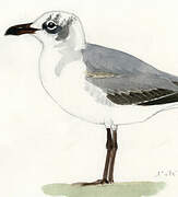 Mouette atricille