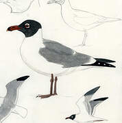 Laughing Gull