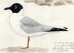 Bonaparte's Gull