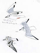 Bonaparte's Gull