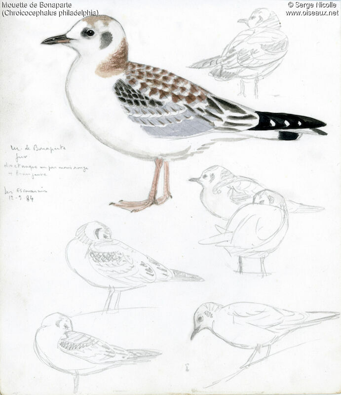 Bonaparte's Gulljuvenile, identification