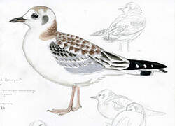 Bonaparte's Gull