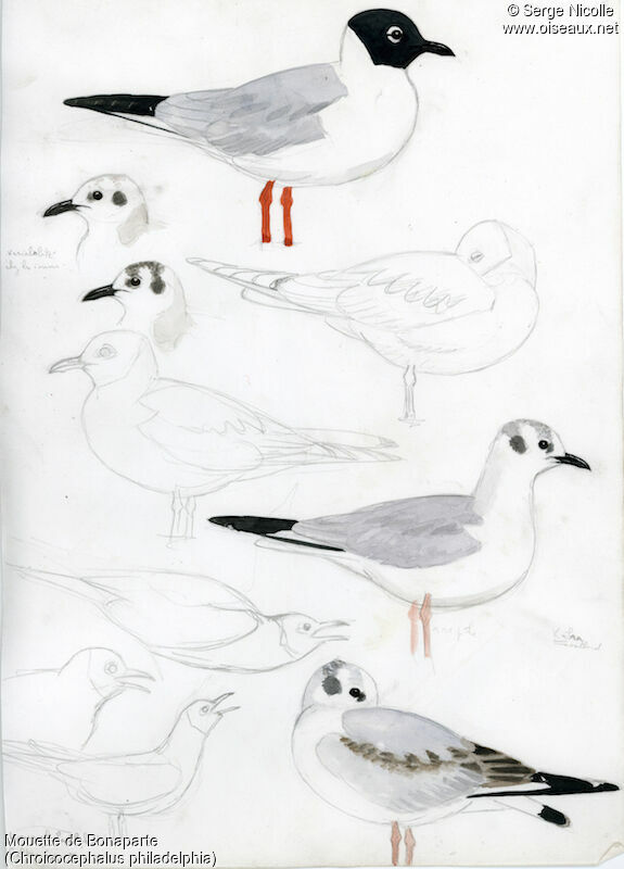 Bonaparte's Gull, identification