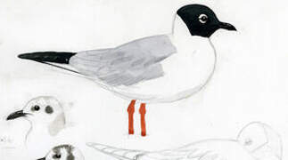 Bonaparte's Gull