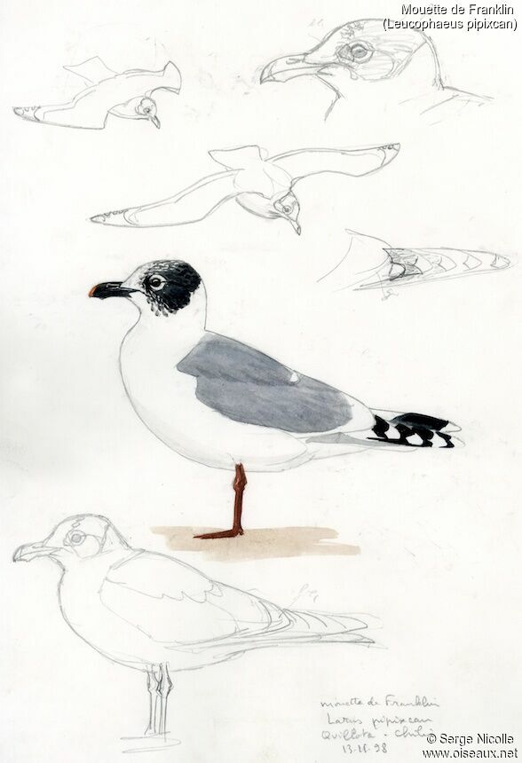 Franklin's Gull, identification