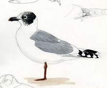 Franklin's Gull