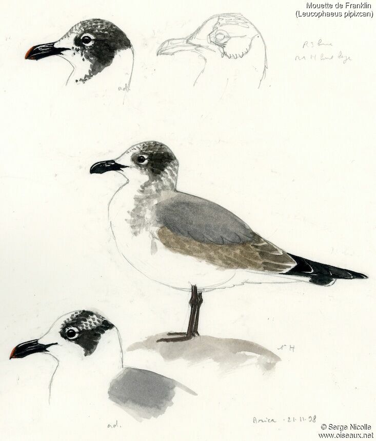 Franklin's Gull, identification