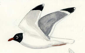 Franklin's Gull