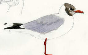 Brown-hooded Gull