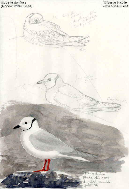 Mouette de Ross, identification