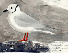 Ross's Gull