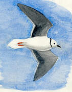 Ross's Gull