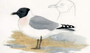 Sabine's Gull