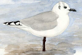 Saunders's Gull