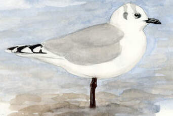 Mouette de Saunders