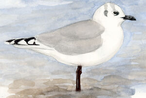 Mouette de Saunders