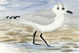 Saunders's Gull