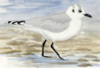 Mouette de Saunders