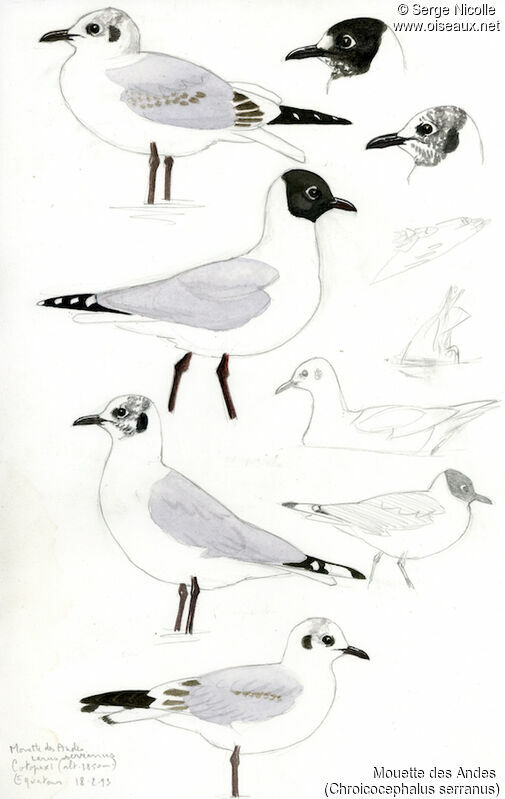Andean Gull, identification