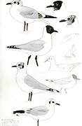 Andean Gull