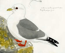 Red-legged Kittiwake