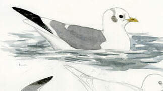 Red-legged Kittiwake