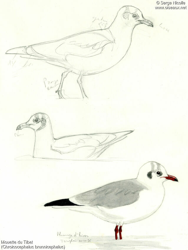 Brown-headed Gulladult post breeding, identification