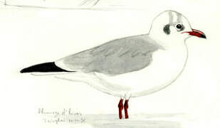 Brown-headed Gull