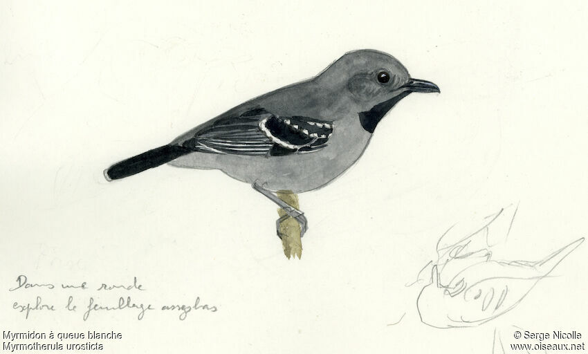 Band-tailed Antwren, identification