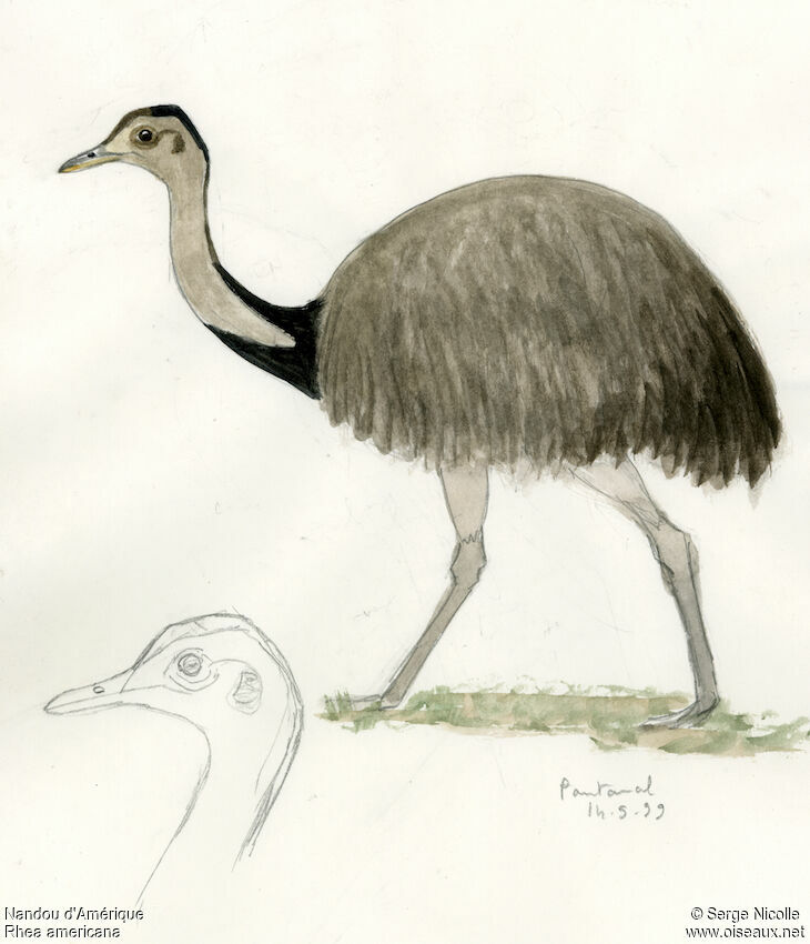 Greater Rhea, identification