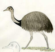 Greater Rhea