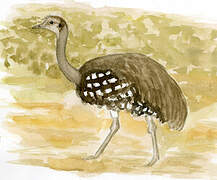 Lesser Rhea