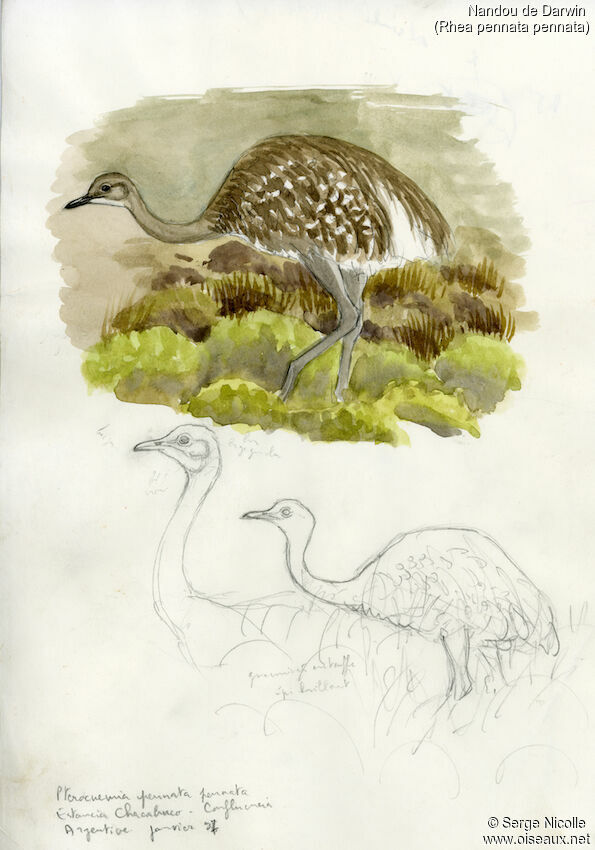 Lesser Rhea, identification