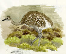 Lesser Rhea