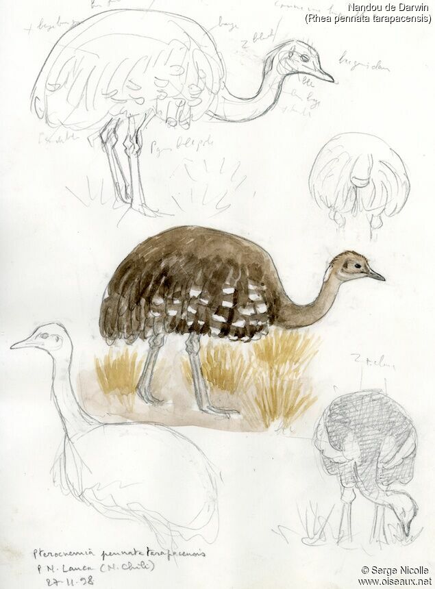 Lesser Rhea, identification